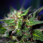 Medical Cannabis Cleveland Functional Medicine